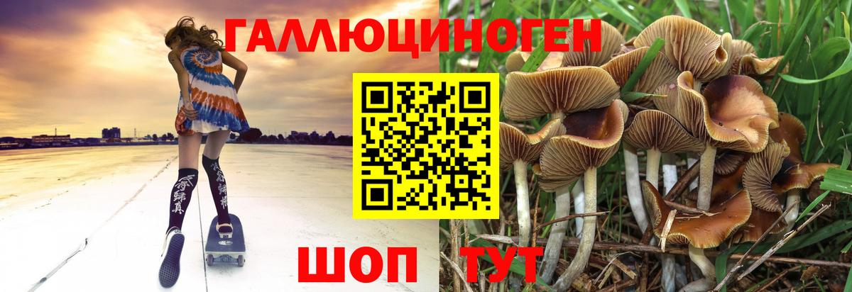 магазин продажи наркотиков  Вход с VPN  Новозыбков  Псилоцибиновые грибы ЛСД 